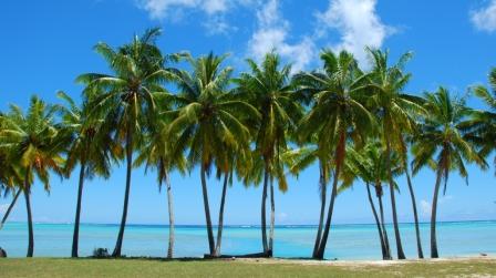 MTF Palm